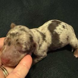 Kymber - Dapple female Dachshund puppy in Glen Saint Mary, Florida from 🍯 Honey Pot Dachshunds 🐾