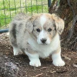 Grady - Brindle merle and white male American Corgi puppy in Concrete, Washington from Wigglebutts American Corgis