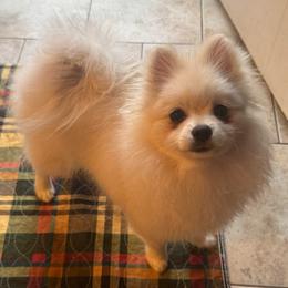 Lulu - White female Pomeranian puppy in Cullman, Alabama from Dixie Darlings Pomeranians