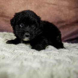 Buzz - Black & white male Australian Shepherd puppy in Alvin, Texas from Gulf Coast Aussies