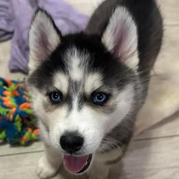 AKC Mopsy - Agouti and white female Siberian Husky puppy in Centreville, Maryland from Huskies By the Bay