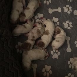 Cavalier King Charles Spaniel Puppies from Christina’s Cavaliers