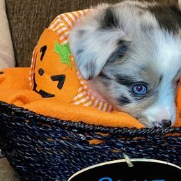 Miniature Australian Shepherd Puppies from Arch Hill Mini Aussies