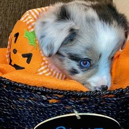 Miniature Australian Shepherd Puppies from Arch Hill Mini Aussies