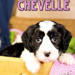 Chevelle - Black and chalk female Australian Labradoodle puppy in Decatur, Alabama from Southern Meadows Doodles