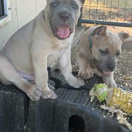 Boy 6 - Fawn male Cane Corso puppy in Briggs, Texas from Capital City Corso’s