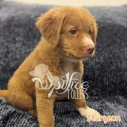 Sturgeon - Red male Nova Scotia Duck Tolling Retriever puppy in Johnston County, North Carolina from Spitfire Tollers