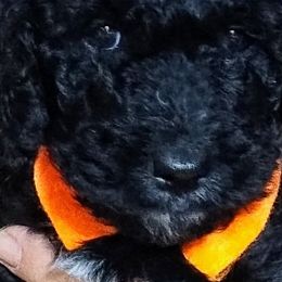 Bernedoodle Puppies from Doodles Divine Michigan