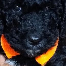 Bernedoodle Puppies from Doodles Divine Michigan