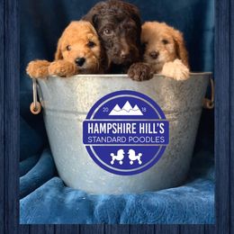 Poodle Puppies from Hampshire Hill’s Standard Poodles