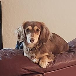 Coco - Dachshund