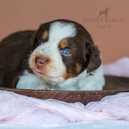 Girl 4 - Red tri-color female Australian Shepherd puppy in Athens, Alabama from SunSet Ranch Aussies