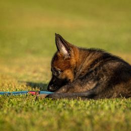 German Shepherd Puppies from Sommerfeld German Shepherds