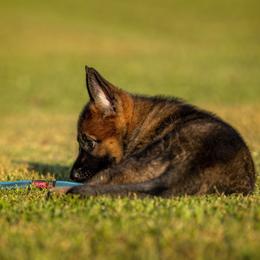 German Shepherd Puppies from Sommerfeld German Shepherds
