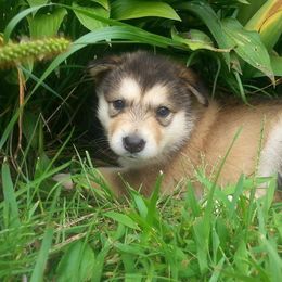 Alaskan Malamute Puppies from ArctiCircle Alaskan Malamutes