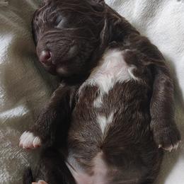 Spanish Water Dog puppies from Spinaz de Can