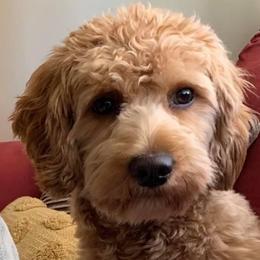 Huck - Goldendoodle