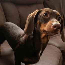 Bailey - Dachshund