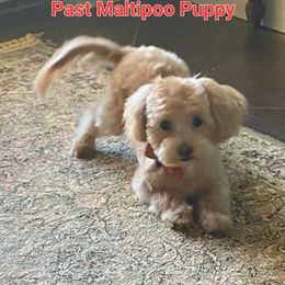 Maltese, Maltipoo, and Poodle Puppies from C&Js Tiny Toys