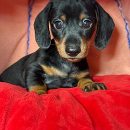 Black - Tan Male - Black and tan male Dachshund puppy in Newark, Ohio from Freyja’s Legacy Dachshunds