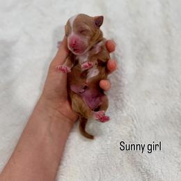 Sunny girl - Red  female Goldendoodle puppy in Rio Linda, California from Plush Doodles