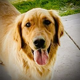 India - Golden Retriever