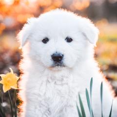 Border Collie and Maremma Sheepdog Puppies from 2J 2K Border Collies & Maremma Sheepdogs