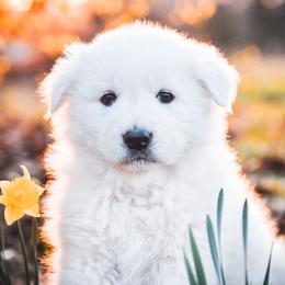 Border Collie and Maremma Sheepdog Puppies from 2J 2K Border Collies & Maremma Sheepdogs