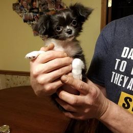 Chihuahua Puppies from True Shot Chihuahuas