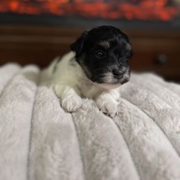 Basil - Black and white male Havanese puppy in Manteca, California from Happy Havanese Gems