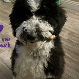 Aussiedoodle All Grown Up from Blu’s Aussiedoodles
