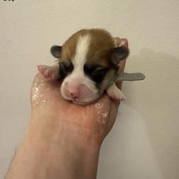 Stone - Fawn male Pembroke Welsh Corgi puppy in New York, New York from Ad Astra NYC