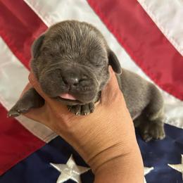 Brown collar - Gray and fawn male Cane Corso puppy in Tucson, Arizona from Cane Corso Friends