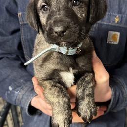 H.D Blue Boy - Brindle male Anatolian Shepherd Dog puppy in Frenchtown, Montana from Apex Anatolians