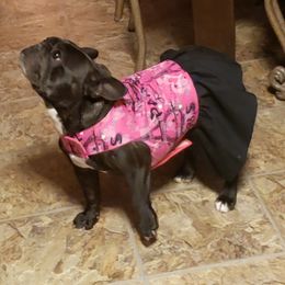 English Bulldog and French Bulldog All Grown Up from Clever Bulldogs