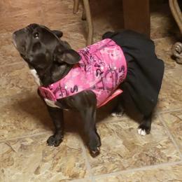 English Bulldog and French Bulldog All Grown Up from Clever Bulldogs