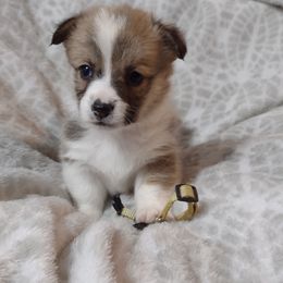 American Corgi and Pembroke Welsh Corgi Puppies from J&T Turnbull Corgis