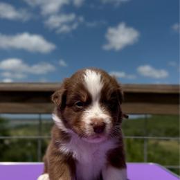 Andy - Red tri-color male Australian Shepherd puppy in Canyon Lake, Texas from Cascade Australian Shepherds