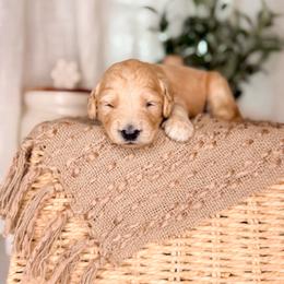 Rebel - Apricot male Goldendoodle puppy in Ooltewah, Tennessee from Allison Family Doodles