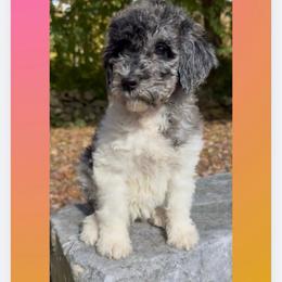 Peaches - Parti female Goldendoodle puppy in Sterling, Connecticut from Justine’s Retrievers and Doodles, LLC