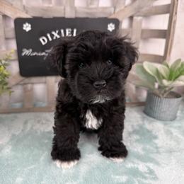Biscotti (Denver) - Black female Miniature Schnauzer puppy in Hockley, Texas from Dixieland Miniature Schnauzers