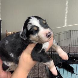 Australian Shepherd Puppies from Lovable Little Aussies