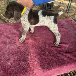 German Shorthaired Pointer Puppies from Black vermillion pointers