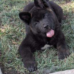 Akita Puppies from Akita Kai Magic