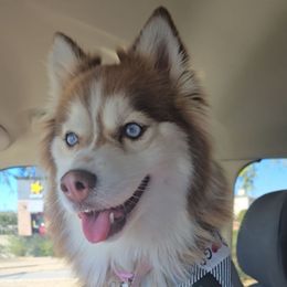 Venus - Pomsky
