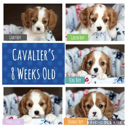 Cavalier King Charles Spaniel Puppies from Countryside Royalty Cavaliers