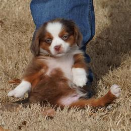 Red Merle 1 - Red merle male Miniature Australian Shepherd puppy in Lawton, Oklahoma from Lindsey’s Aussies