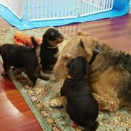 Airedale Terrier Puppies from Avalon Airedales