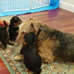 Airedale Terrier Puppies from Avalon Airedales