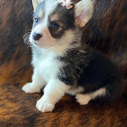 "Fuchsia Female -Sold" Pembroke Welsh Corgi Puppies from Cactus Corgis